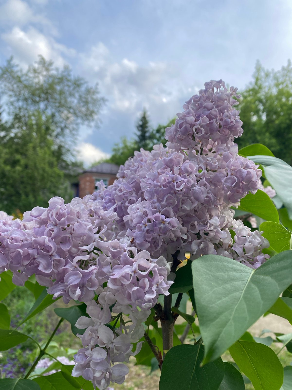 Spring flowers bloom in Yekaterinburg gardens
