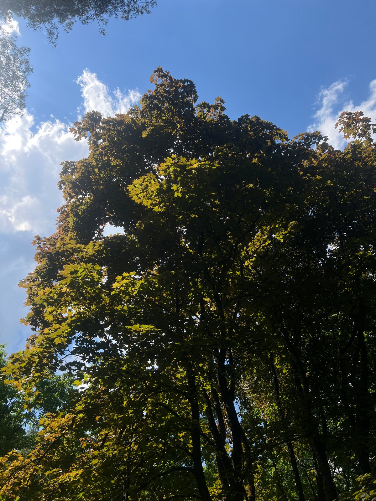 Tree canopy observed against blue sky in Saint Petersburg