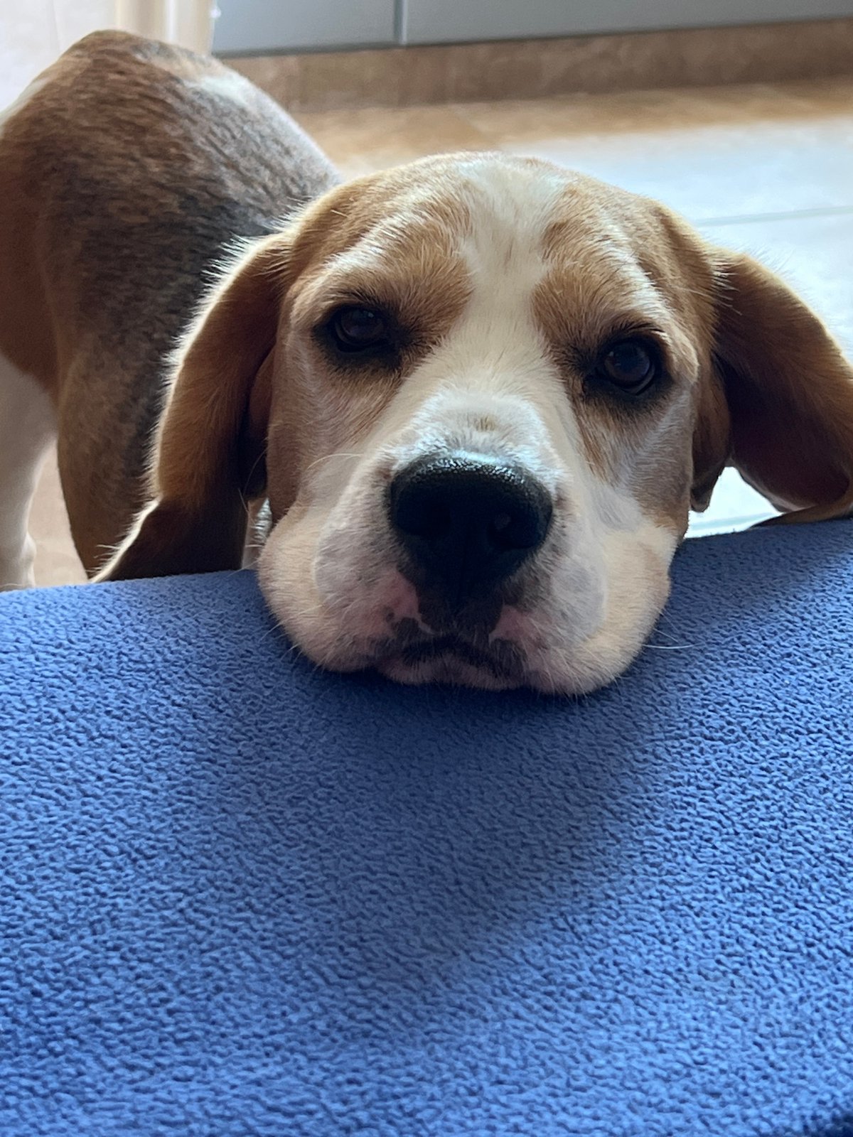 Beagle and tabby cat share a Budva morning together