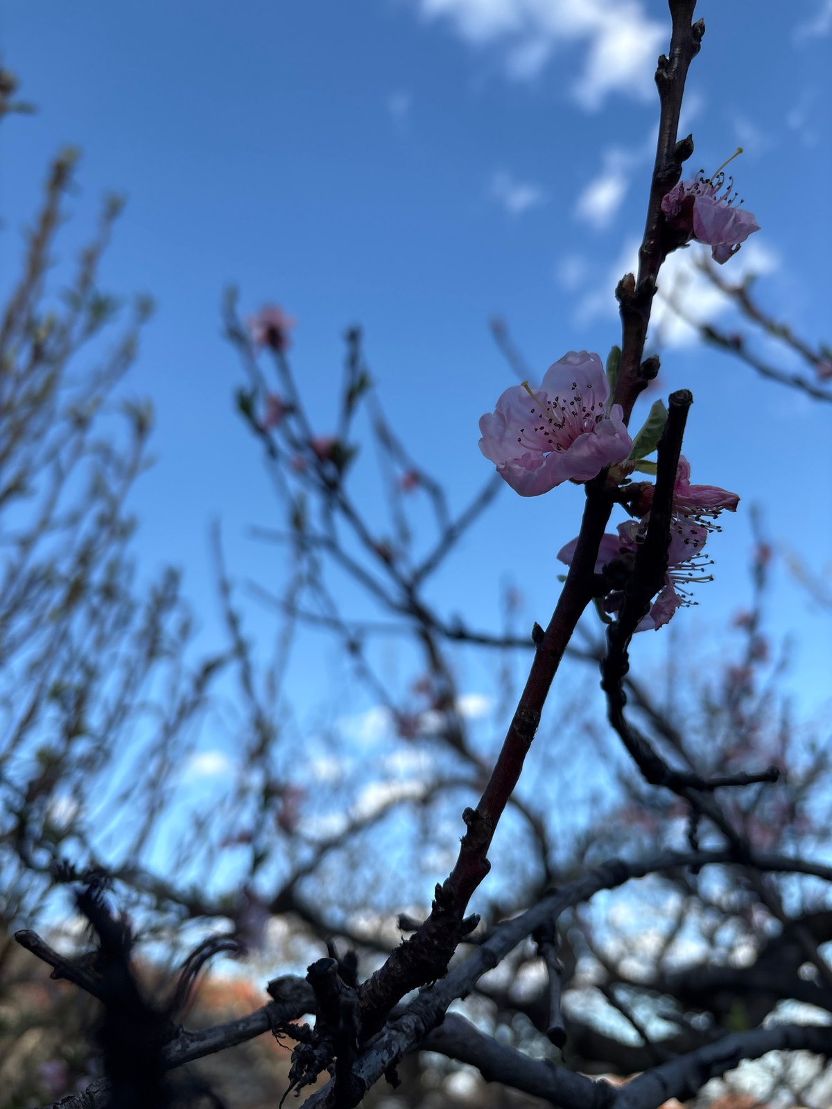 Spring flowers bloom in Maglizh, Bulgaria