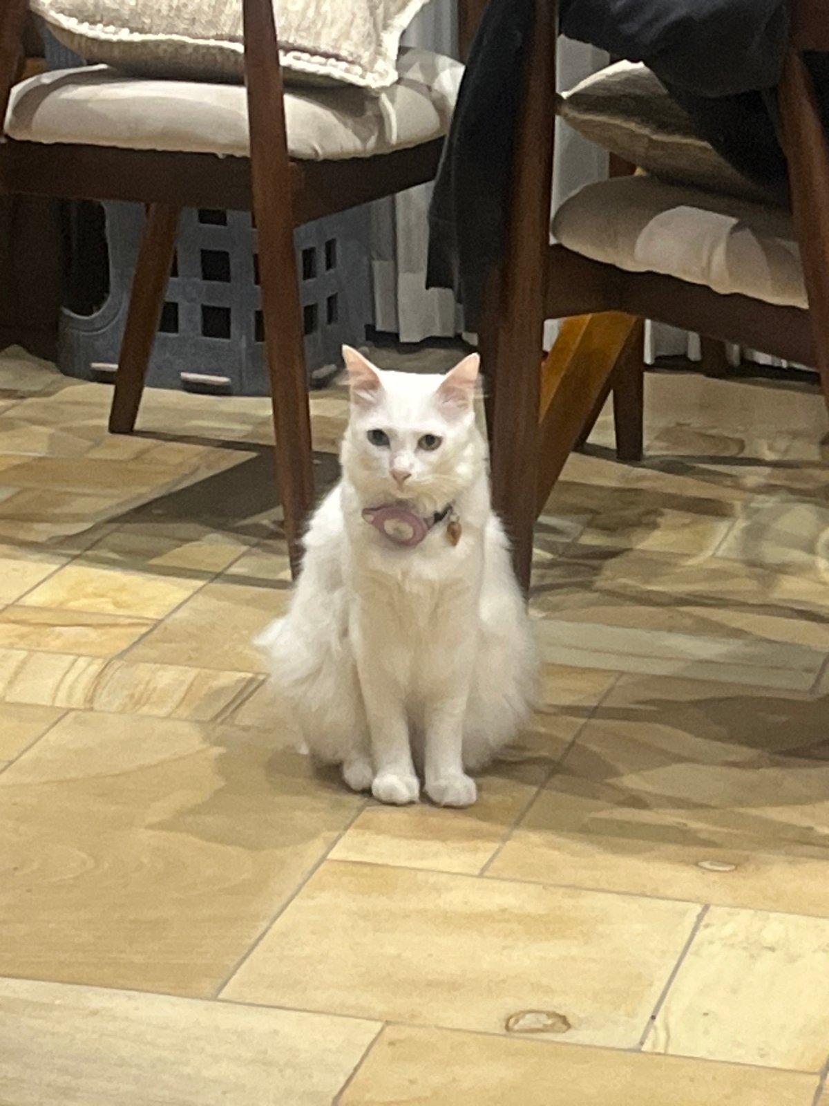 White cat spotted resting indoors in Kuta Selatan, Indonesia