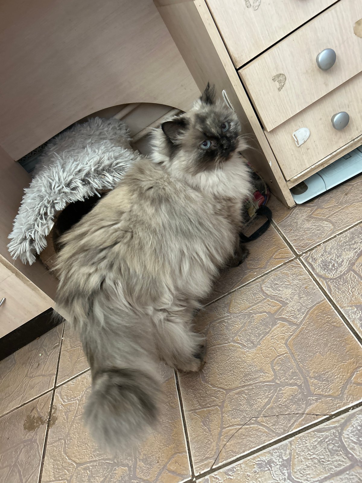 Cat and dog captured in routine household moments in Rusalevka