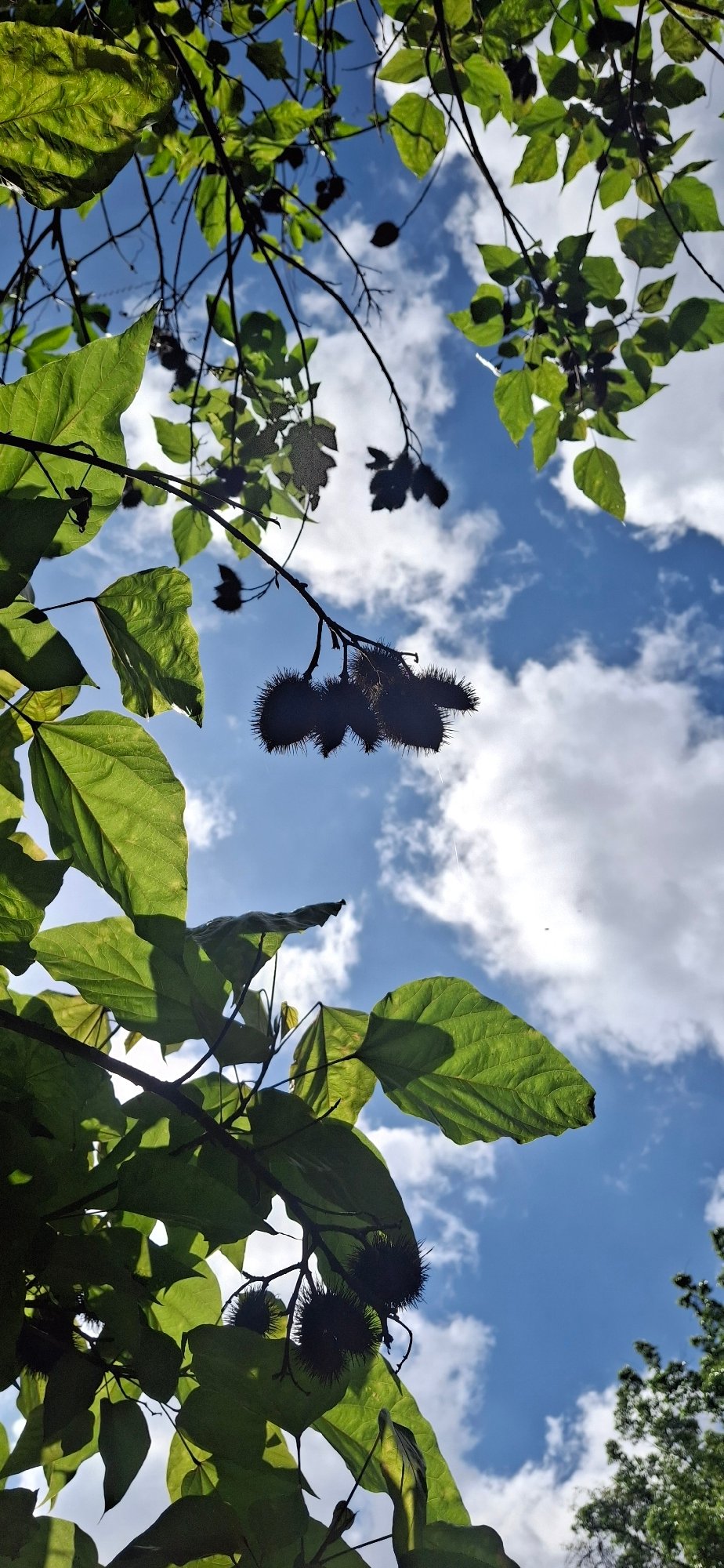 Tropical nature walk in Vallecito, featuring lizard and canopy views