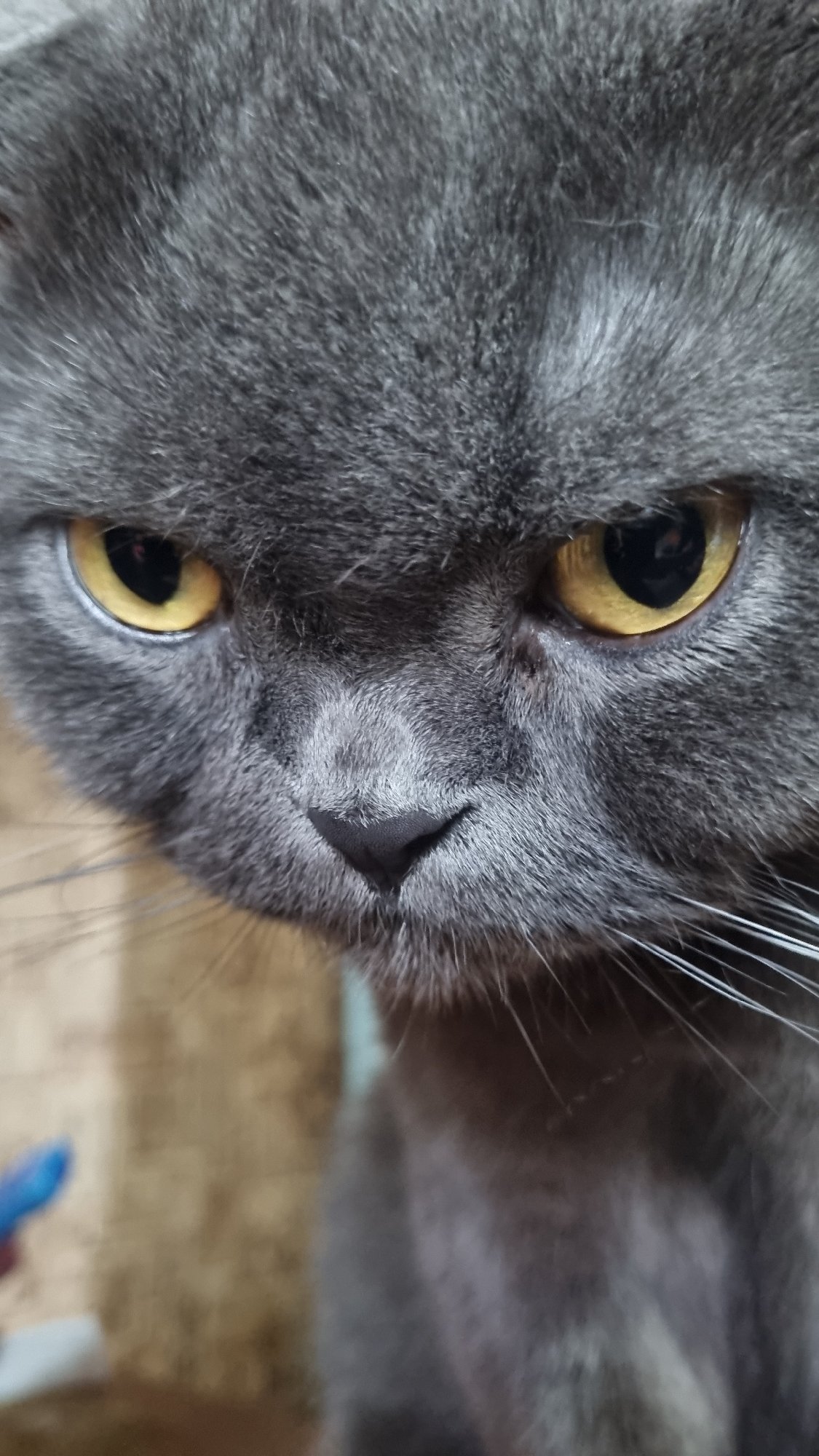 Scottish Fold cat photographed up close at home in Russia