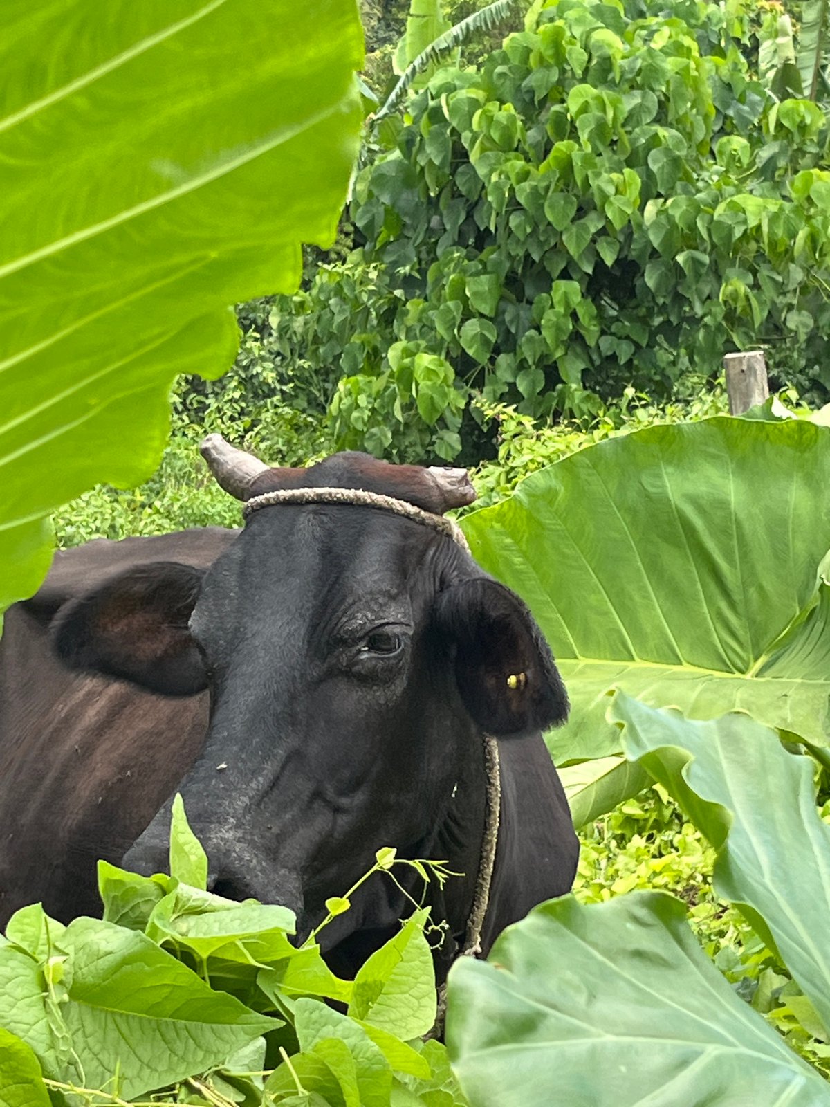 Cows and locals share a lush roadside in Kathaluwa