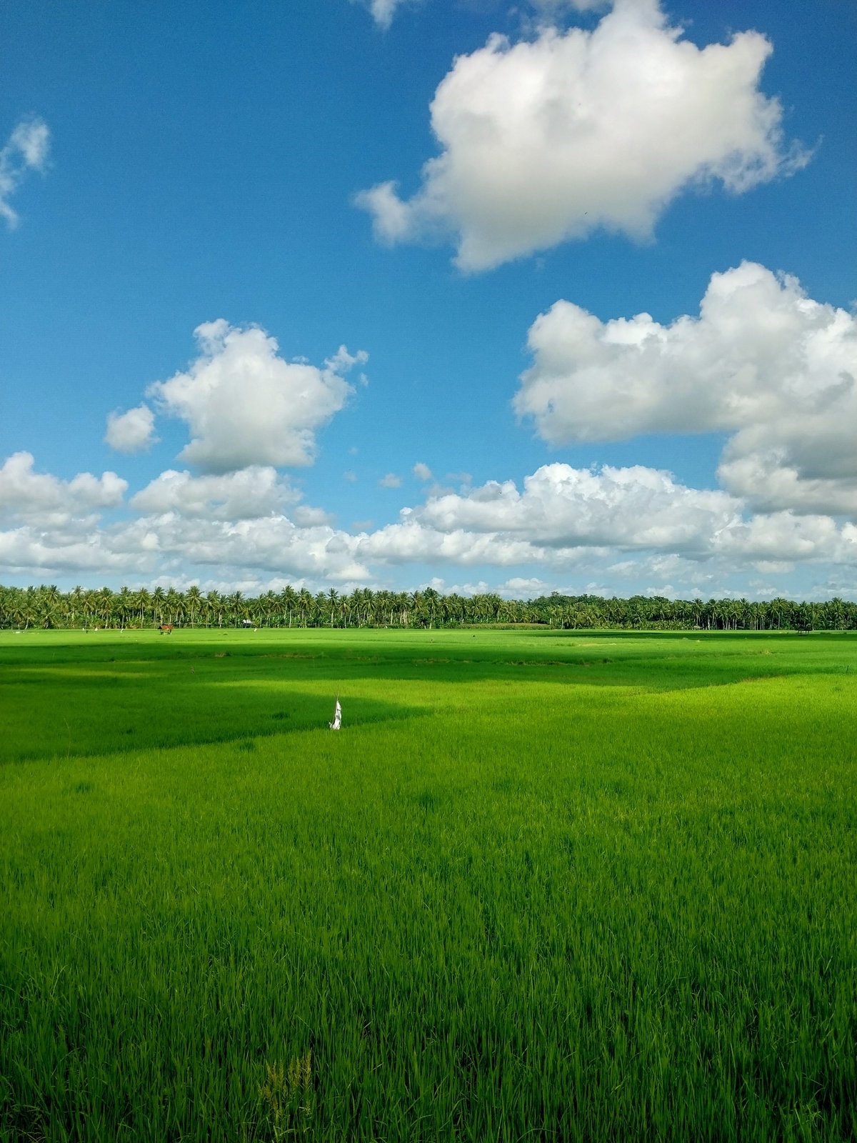 Lazy afternoon at a rural Indonesian home, rice paddies and cats