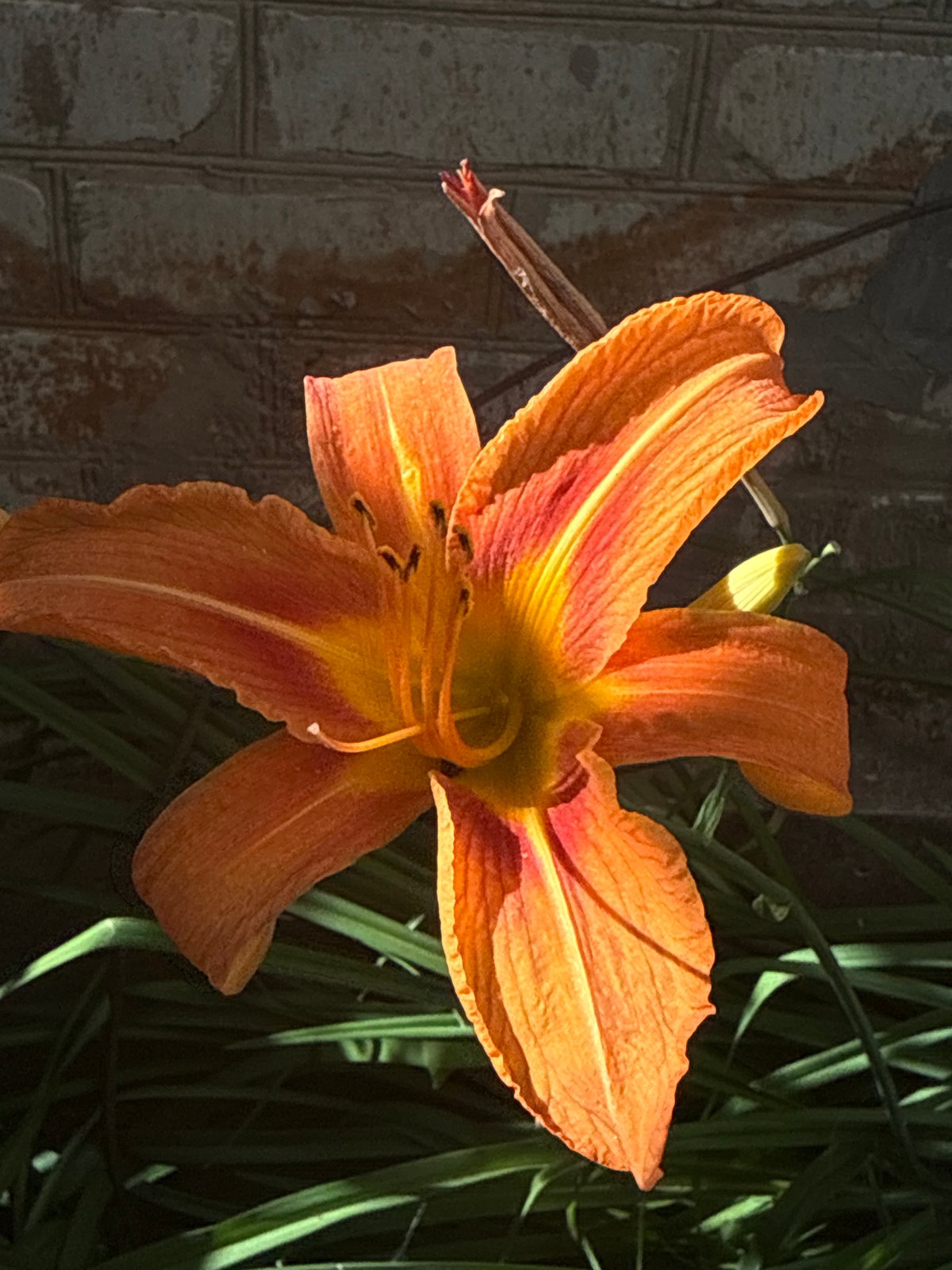 Orange lilies and a resting bee in a Ukrainian garden