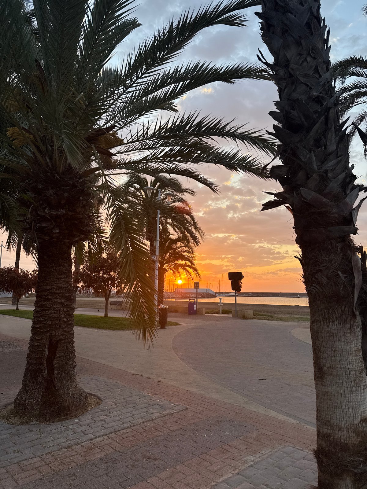 Sunset Through Palm Trees Observed Over Water