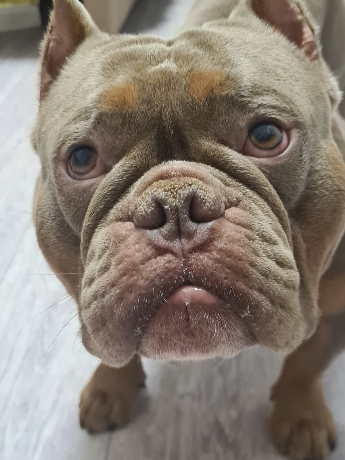 Bully breed dogs chilling on wooden floors, close up.