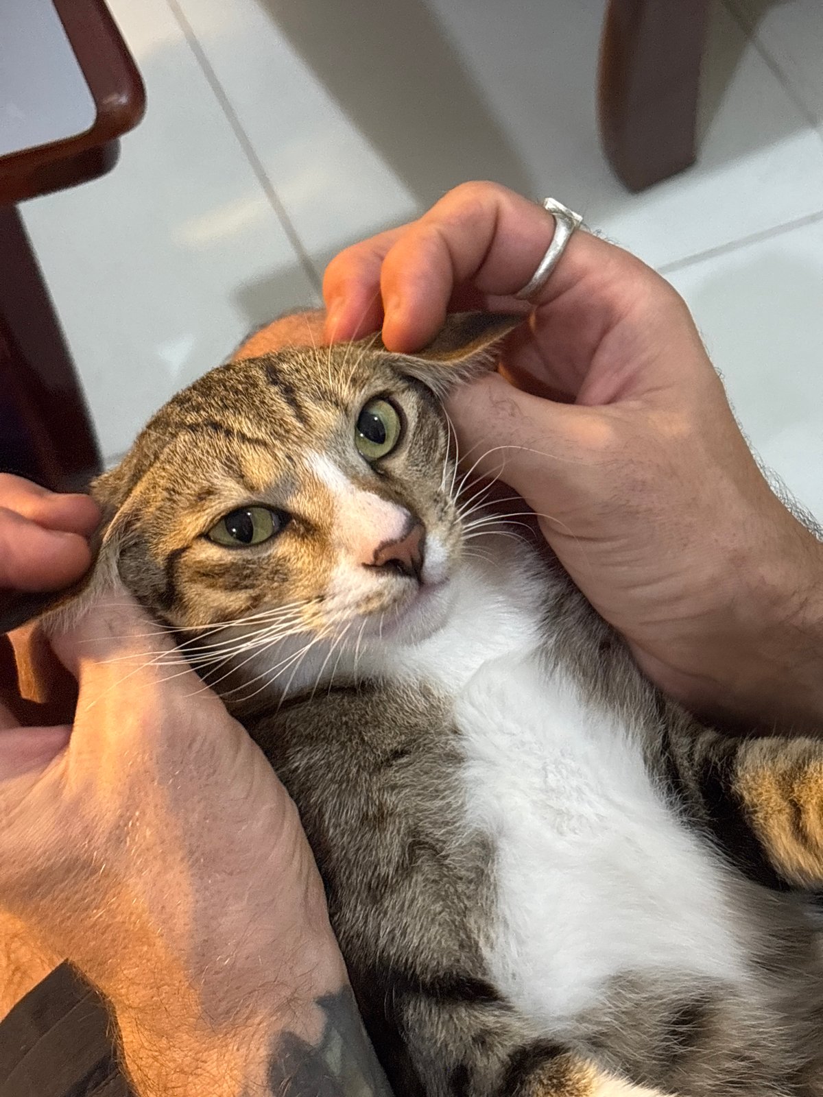 Cat cuddles and nighttime motorcycle scenes