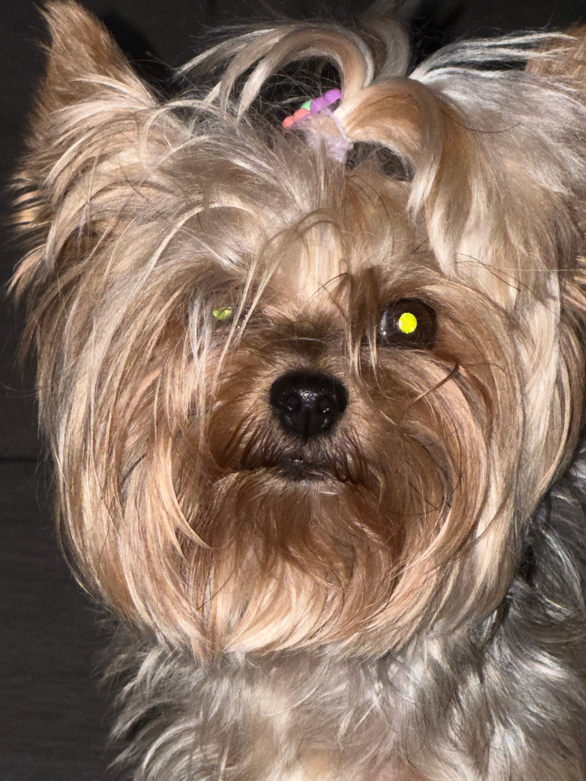 Quiet evening at home with two small dogs in Bila Tserkva