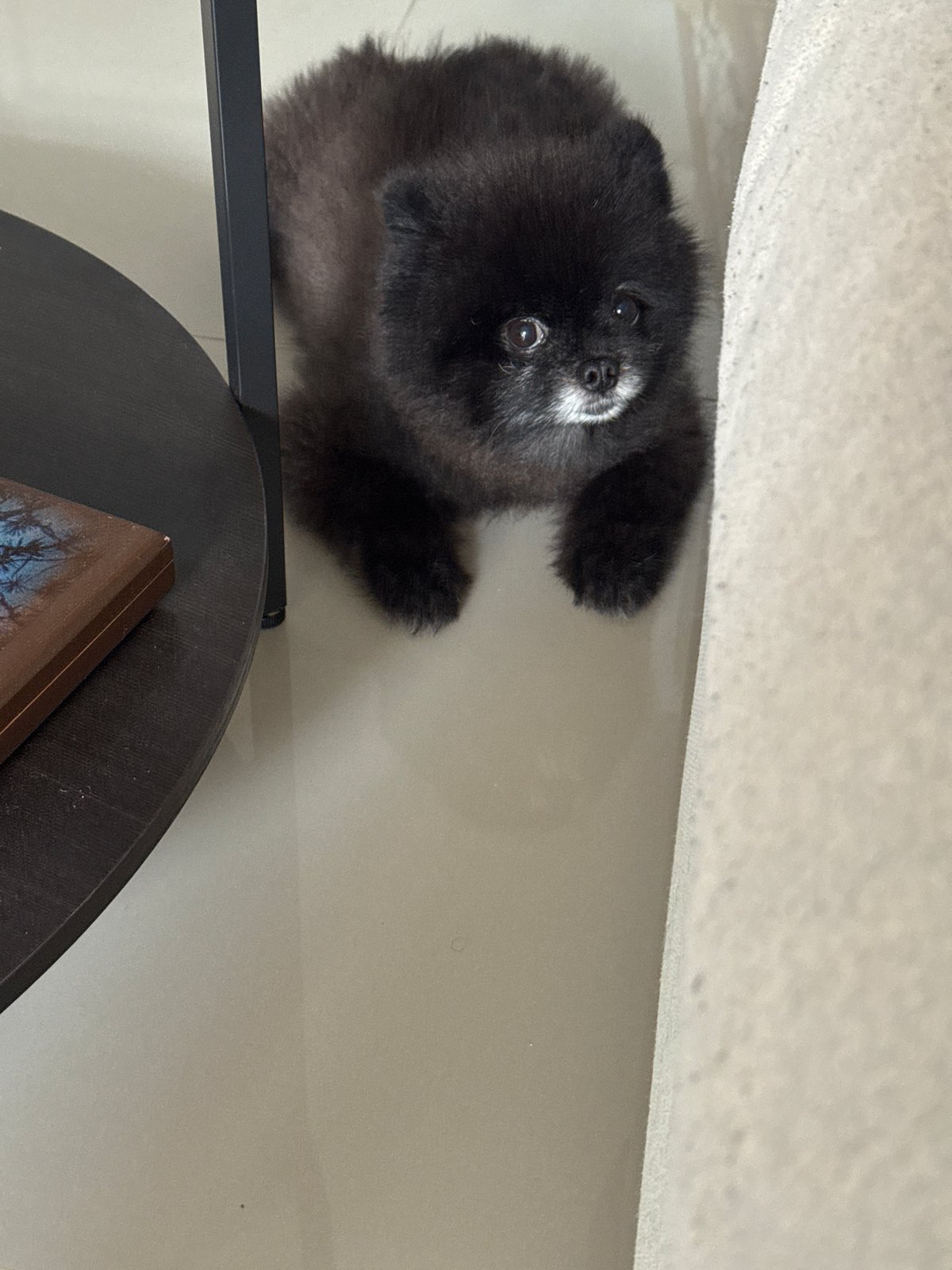Black Pomeranian at home in Kathu, floor and couch moments