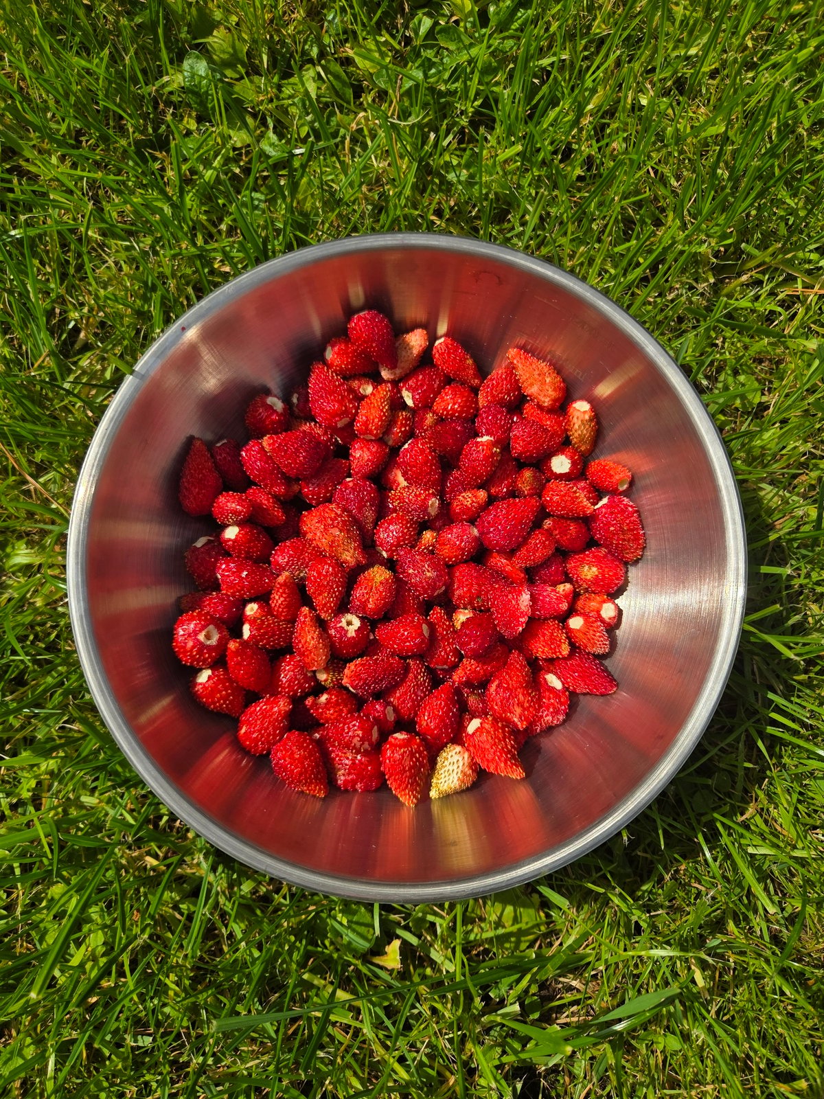 Summer dacha morning: wild strawberries, a garden, and a Sphynx cat