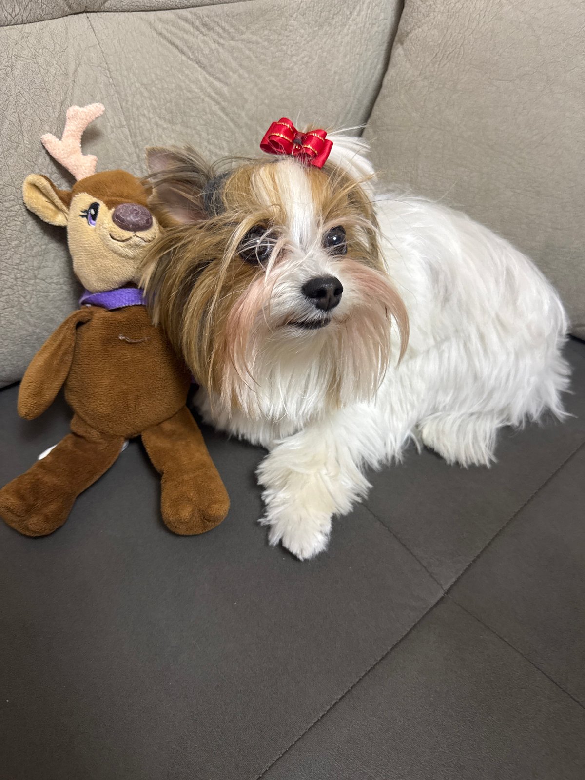 Shih Tzu with red bow rests on couch in Plovdiv