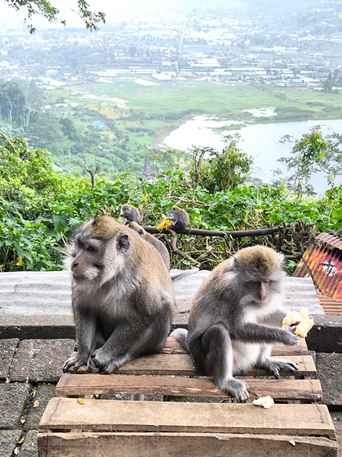 Macaques snacking at a Bali lake viewpoint in Sukasada