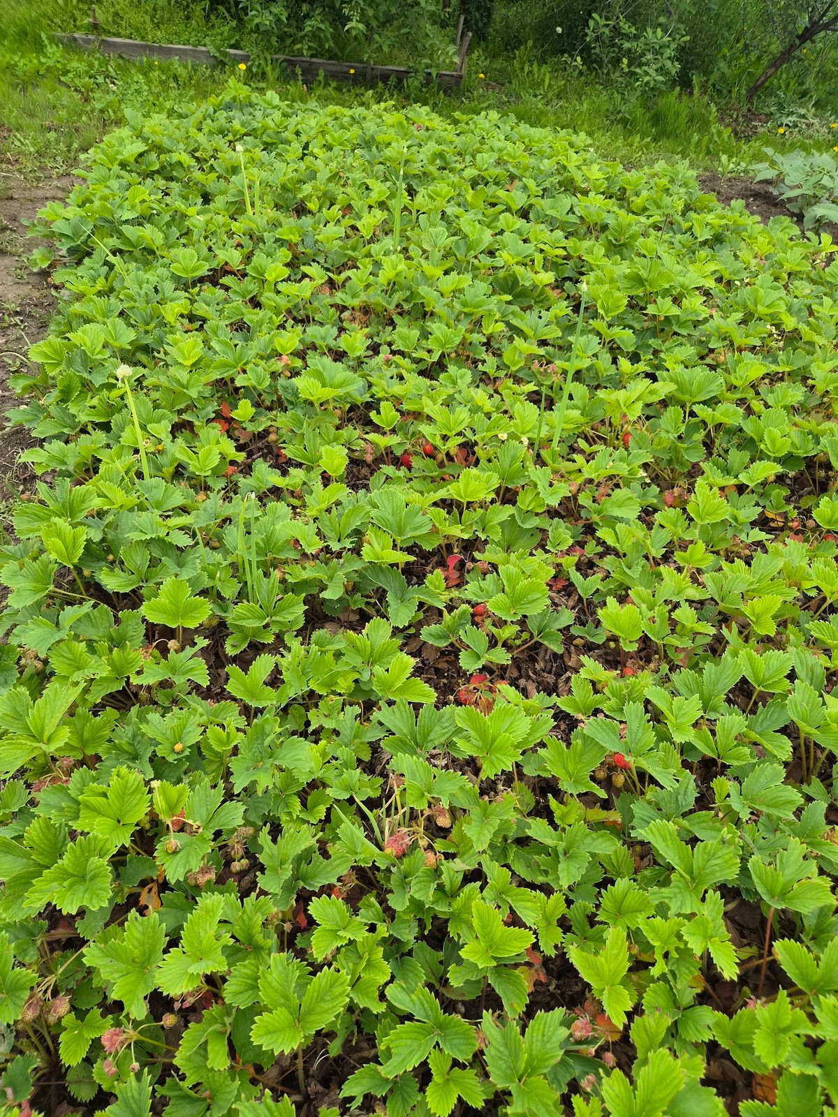 Garden strawberry harvest and black cat in Novosisoevka