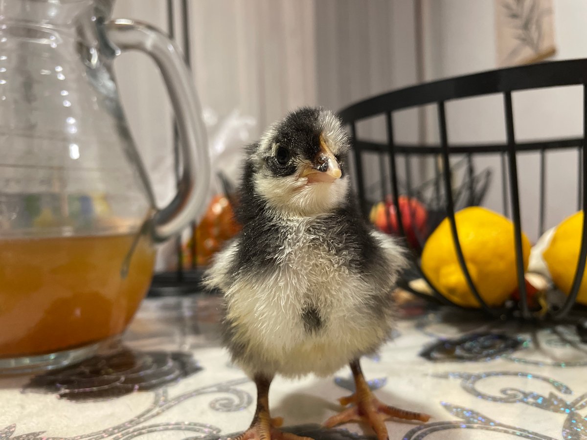 Newly hatched chicks documented in Zlatograd, Bulgaria domestic setting