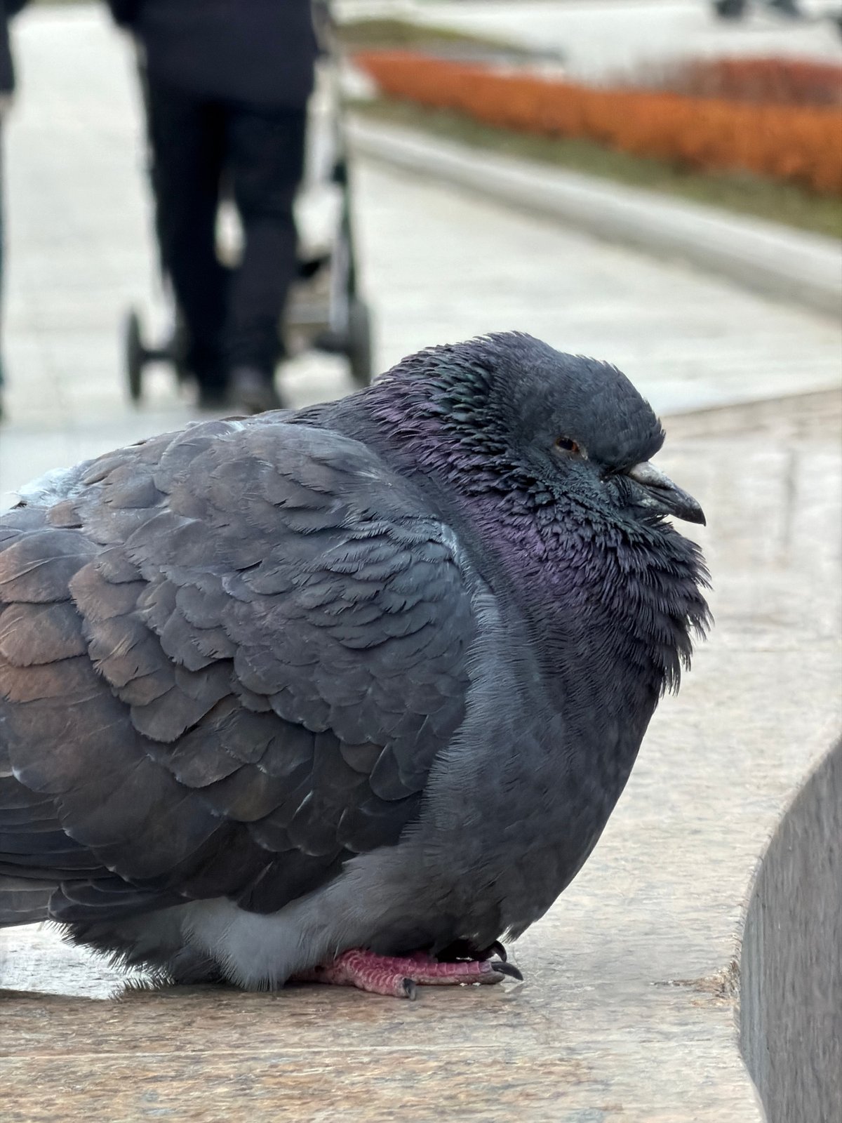 Pigeons rest near stone fountain in Moscow park