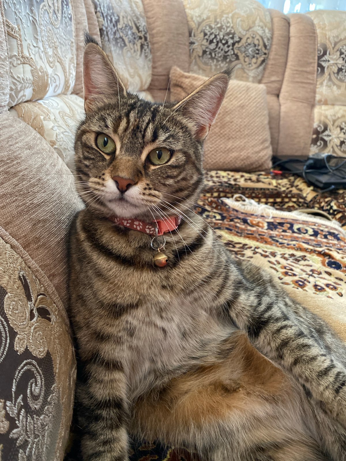 Tabby cat at home in Maykop, doing tabby cat things
