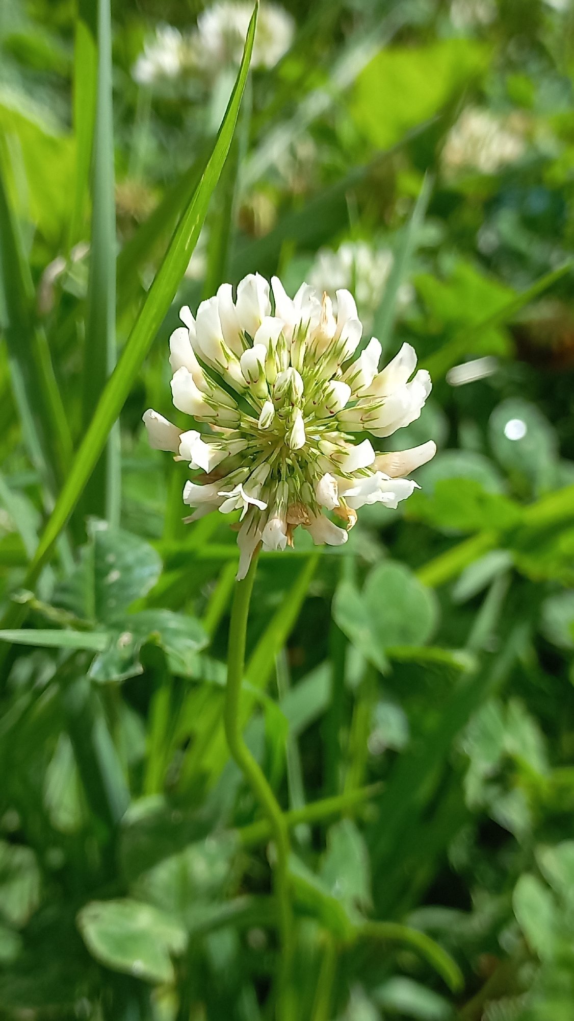 Close-up garden tour: flowers, insects, and small plants.