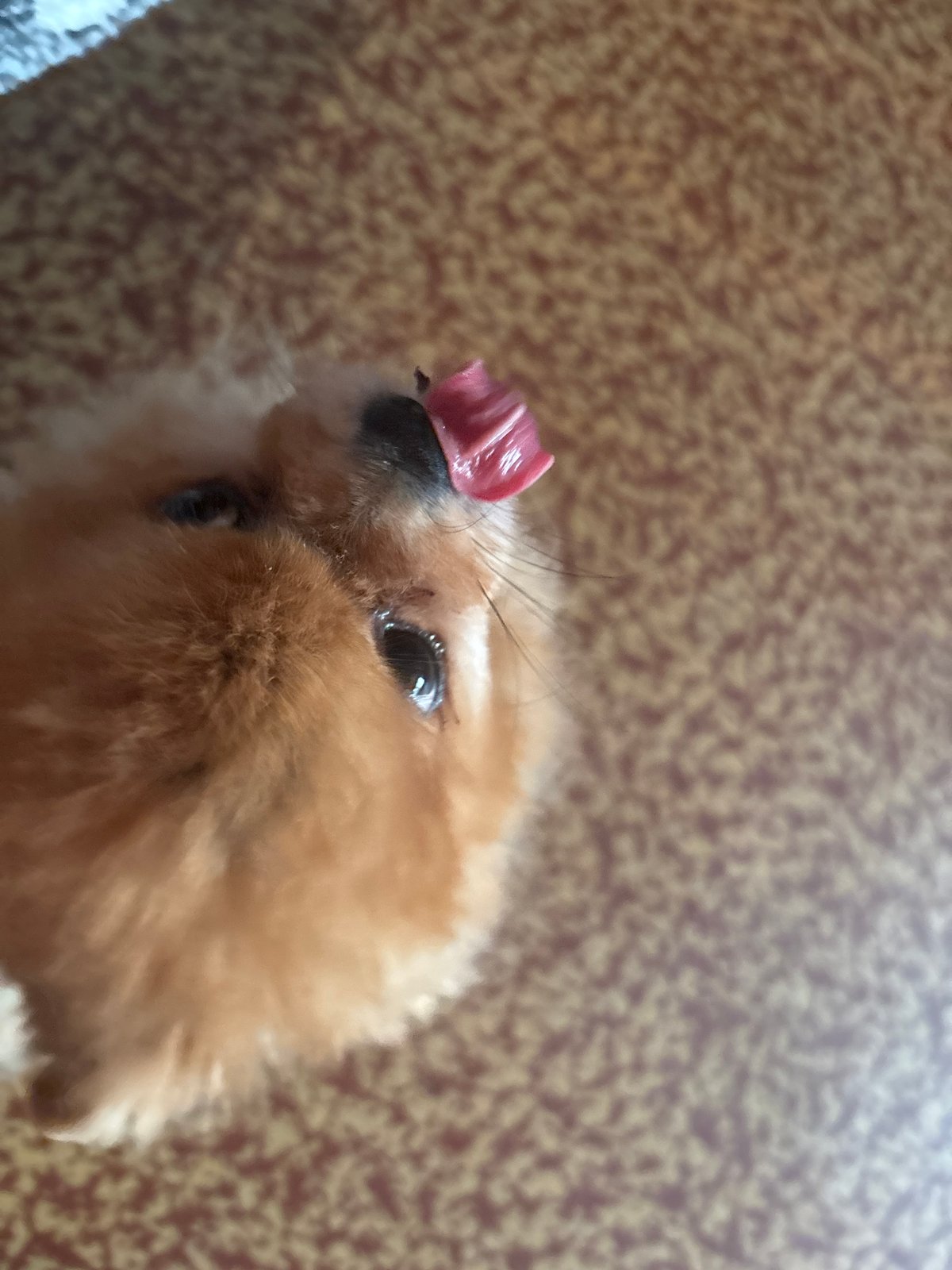 Pomeranian dog featured in domestic afternoon memories in Engels
