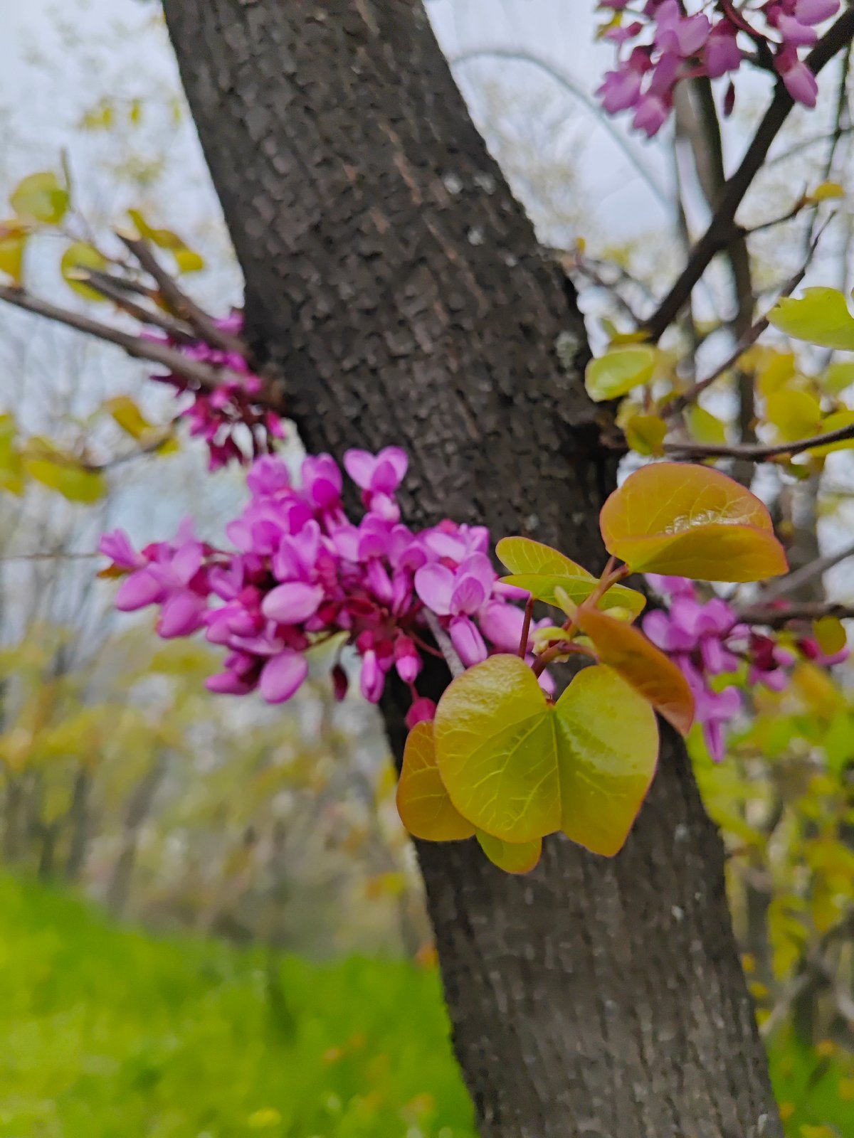 Spring blooms and butterflies observed in Plovdiv wildflower fields