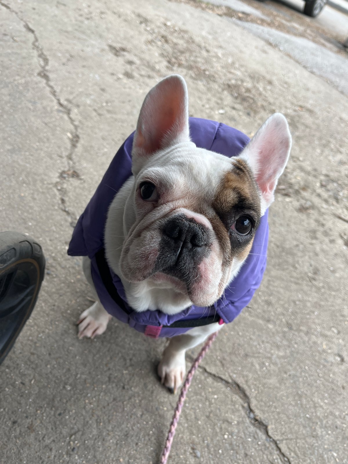 Cold weather dressing for pets and babies in Sofia