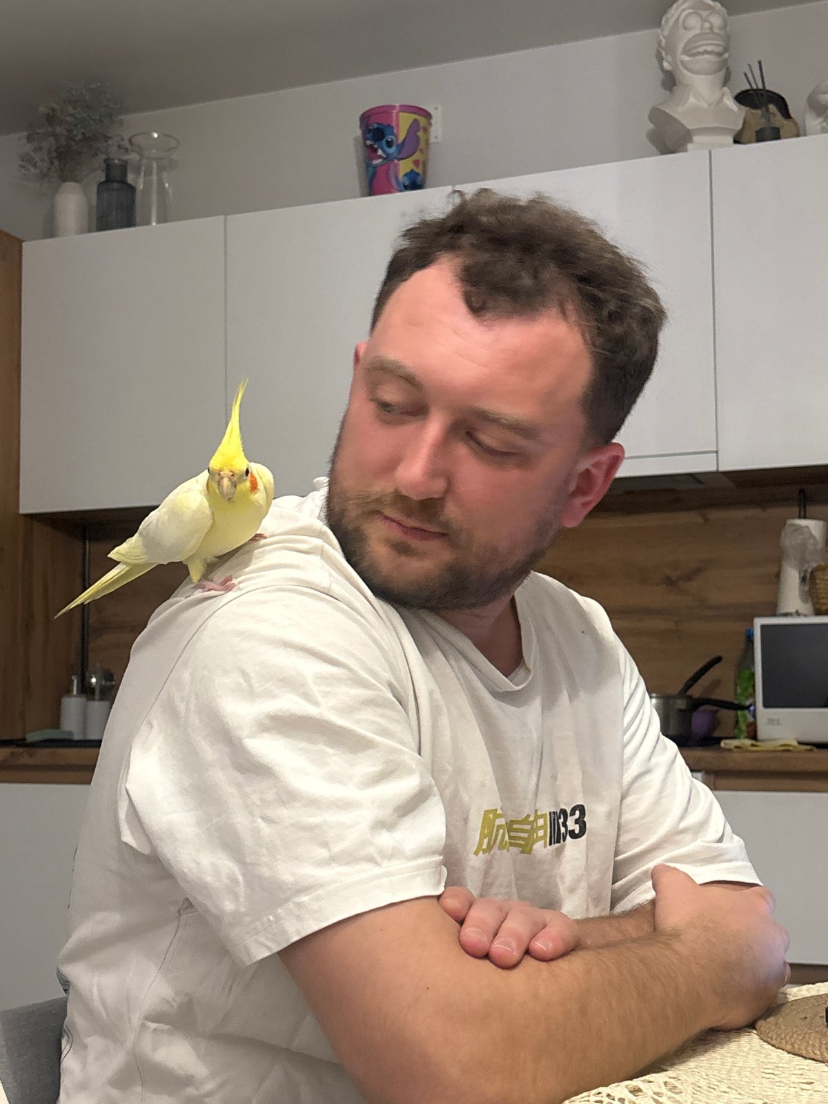 Cockatiel observed in cage during Krasnoyarsk twilight session