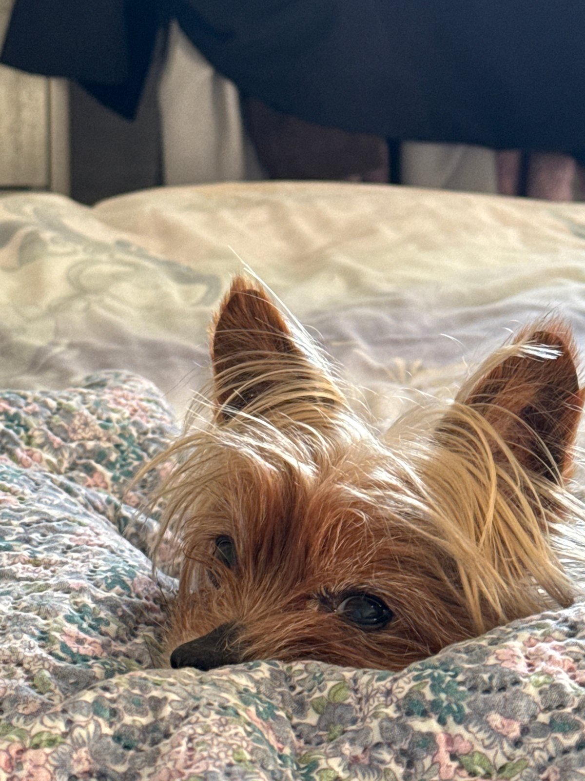 Yorkshire Terrier sleeps peacefully on floral blanket in Burgas