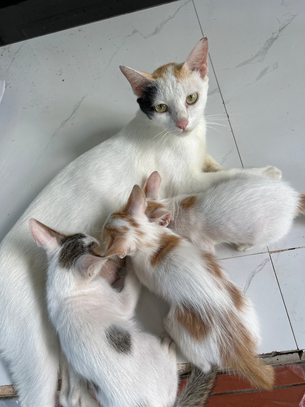 Cat family and daily life moments captured in An Hữu