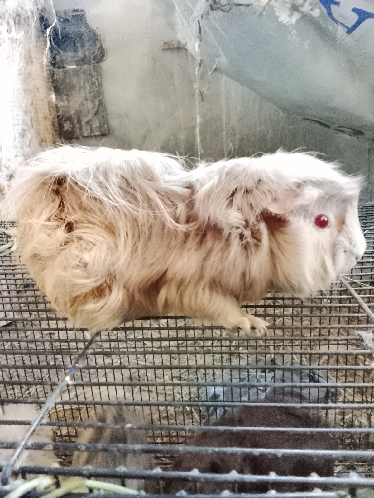Guinea pigs in cages at a small street market, Indonesia