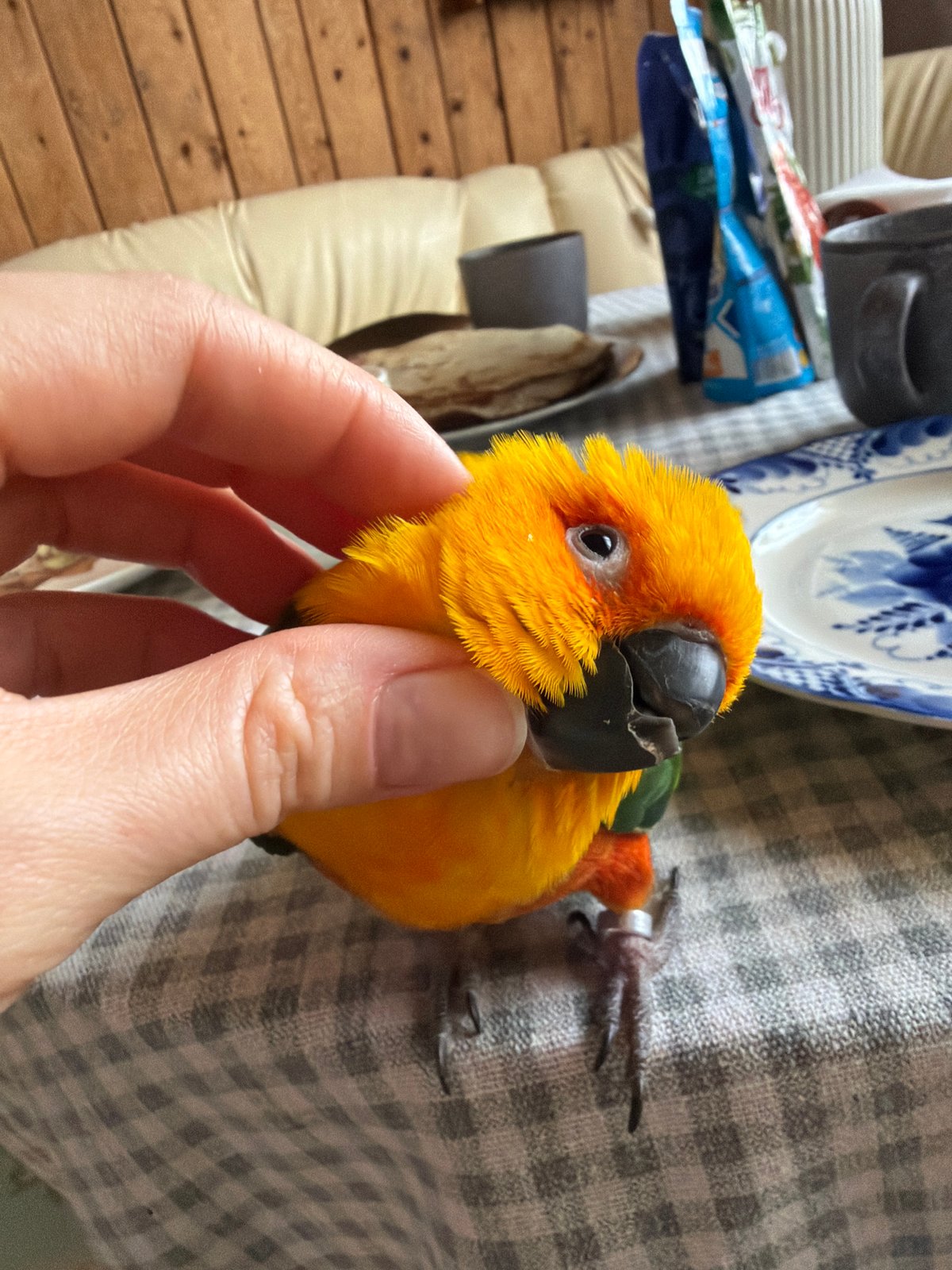 Woman shares morning routine with pet Sun Conure in Khimki