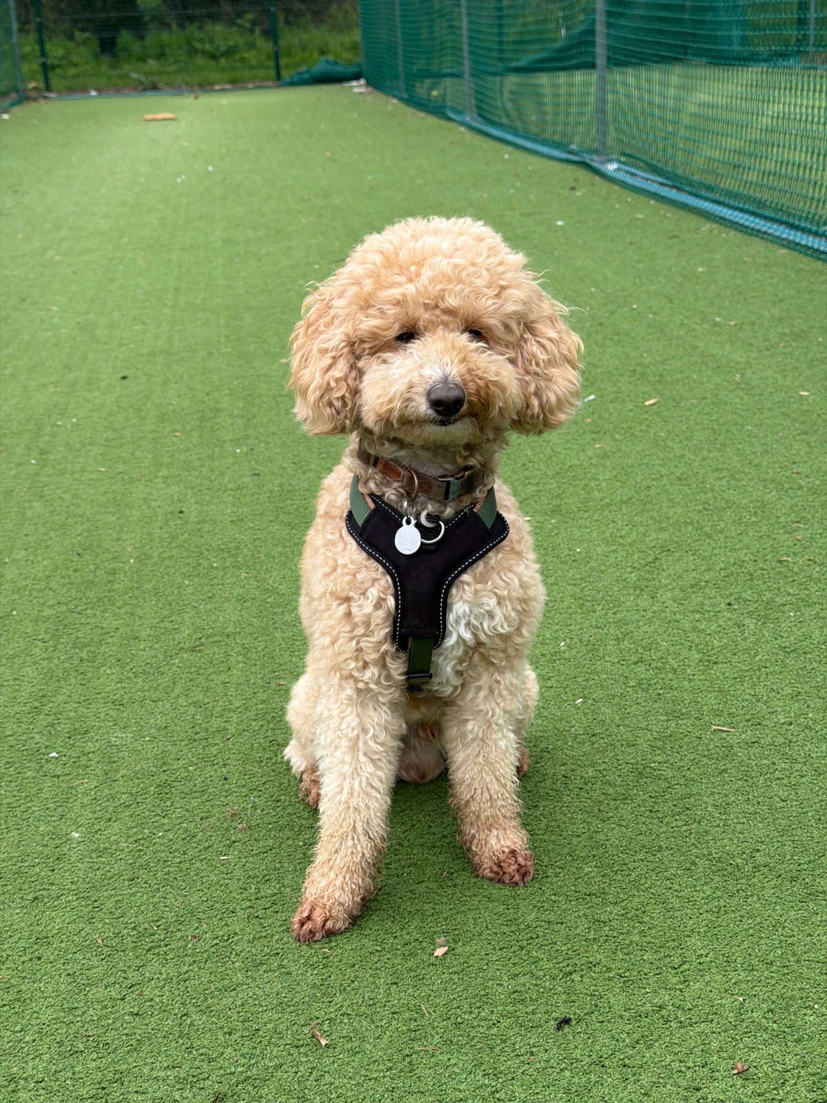 Dog rests on artificial turf in west London