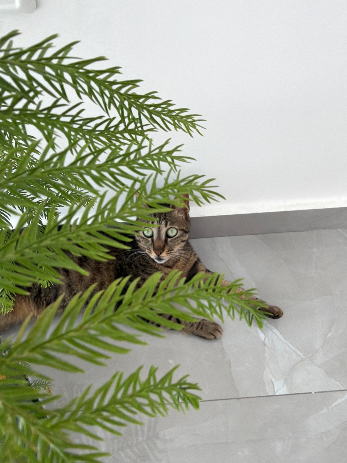 Morning moments: Cat among plants, coffee with latte art in Bat Yam