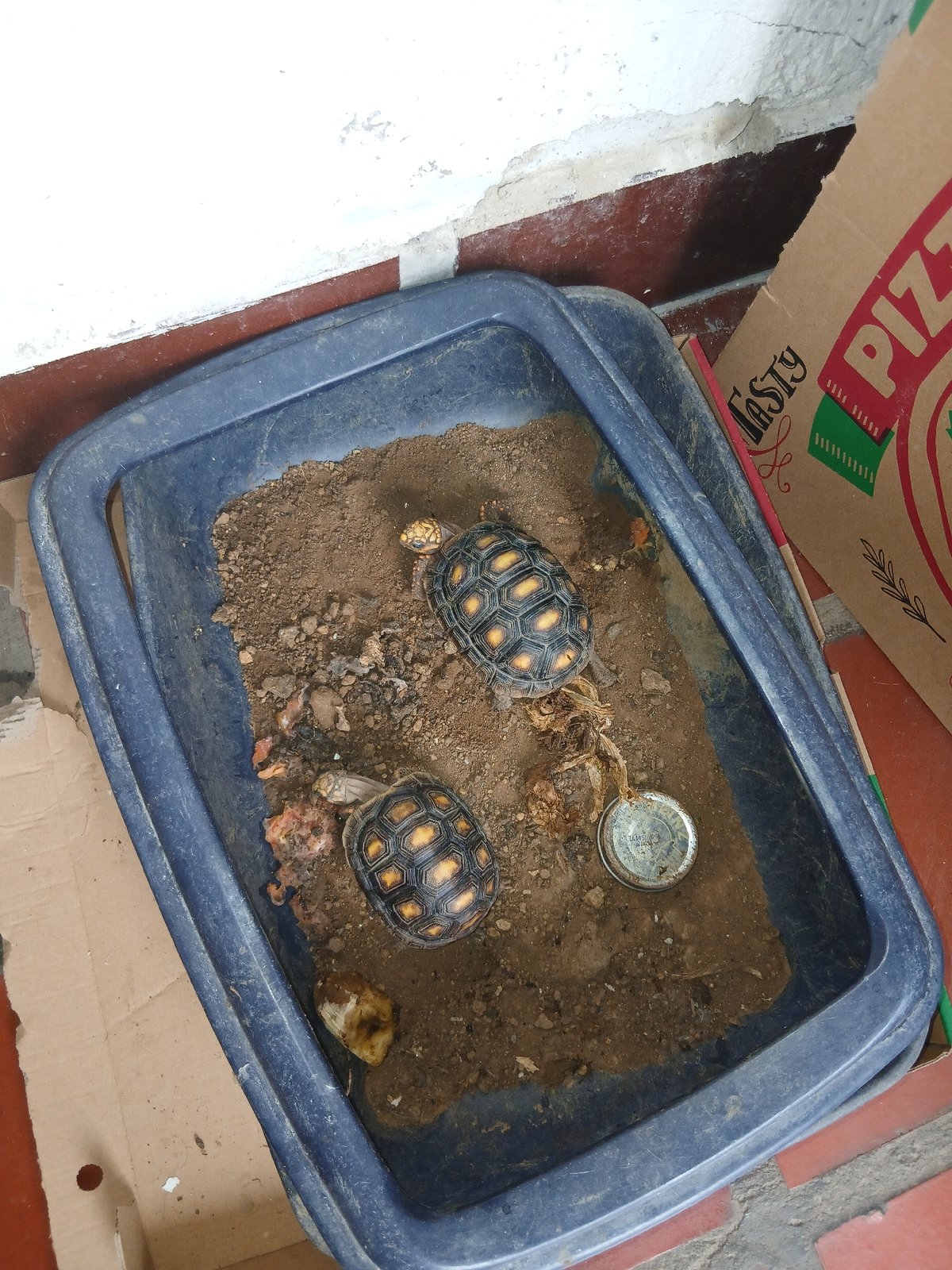 Woman documents daily life with pet tortoises in Venezuela