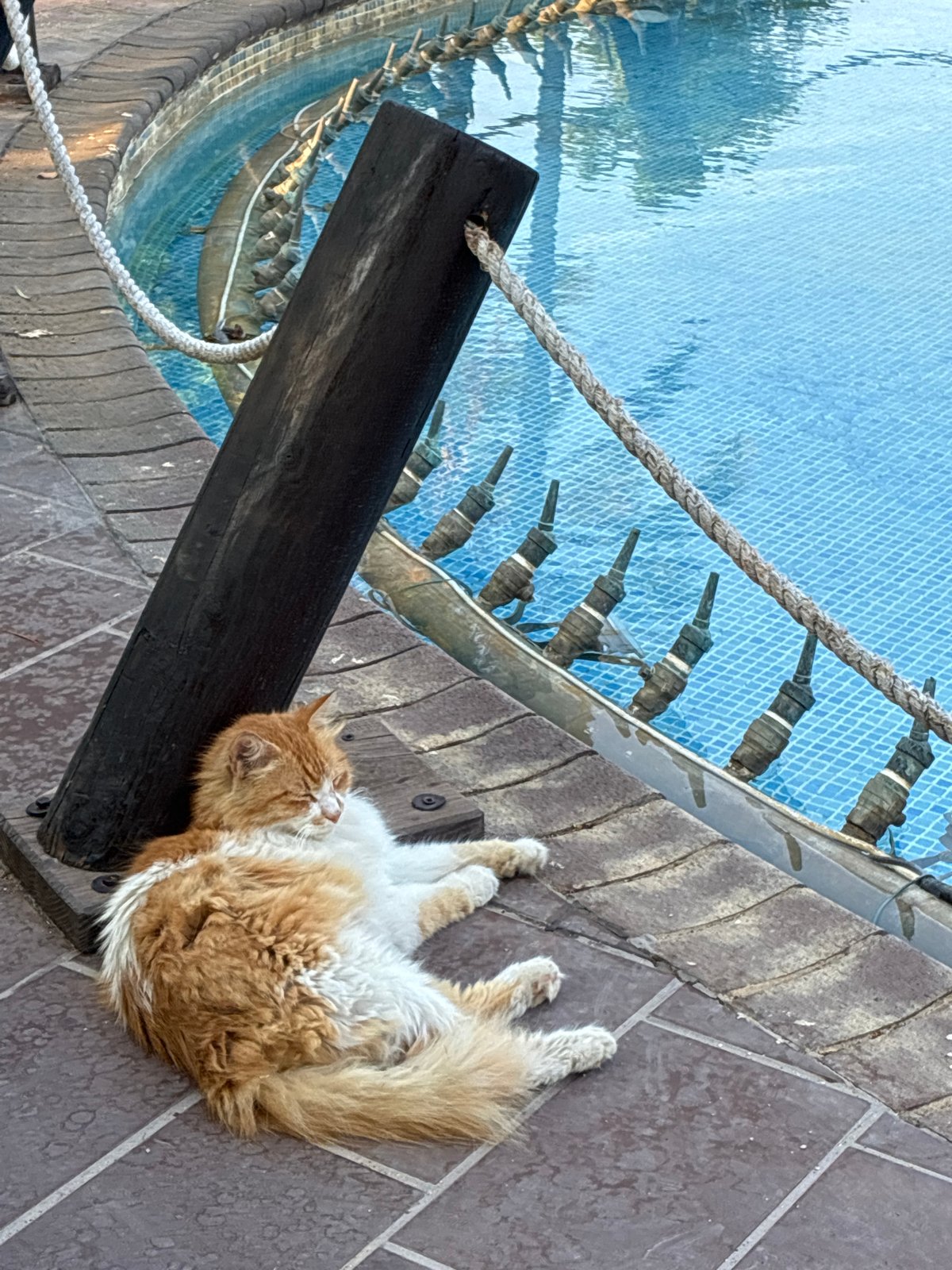 Cats, cable cars, and poolside palms in Alanya