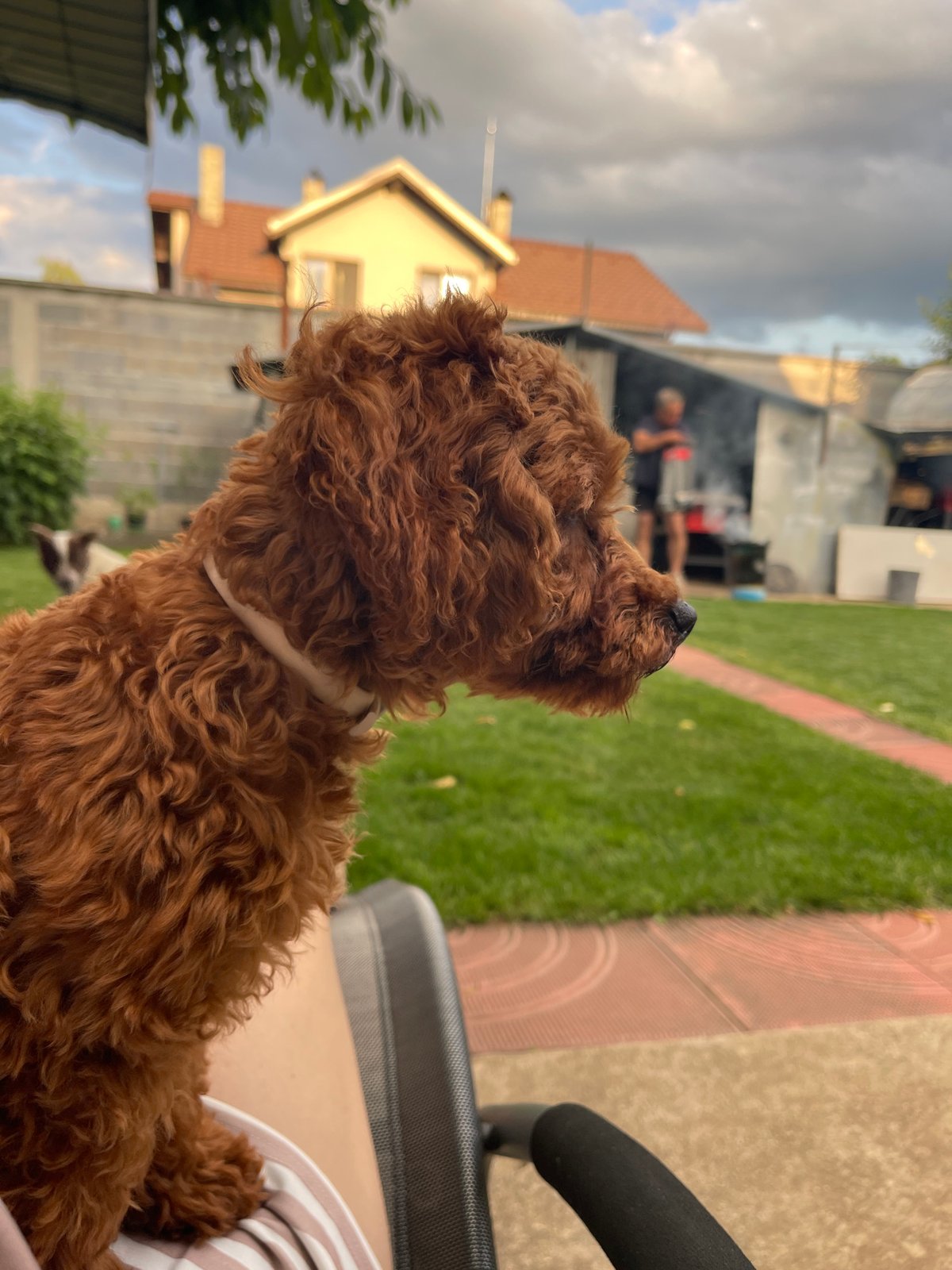 Person documents afternoon with curly-haired puppy in Sofia backyard
