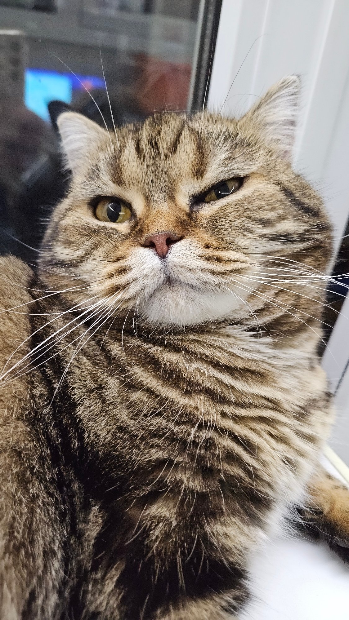Tabby cat relaxing on windowsills and ledges