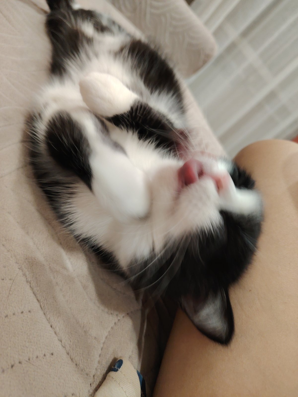 Cats observed in various indoor poses during afternoon playtime