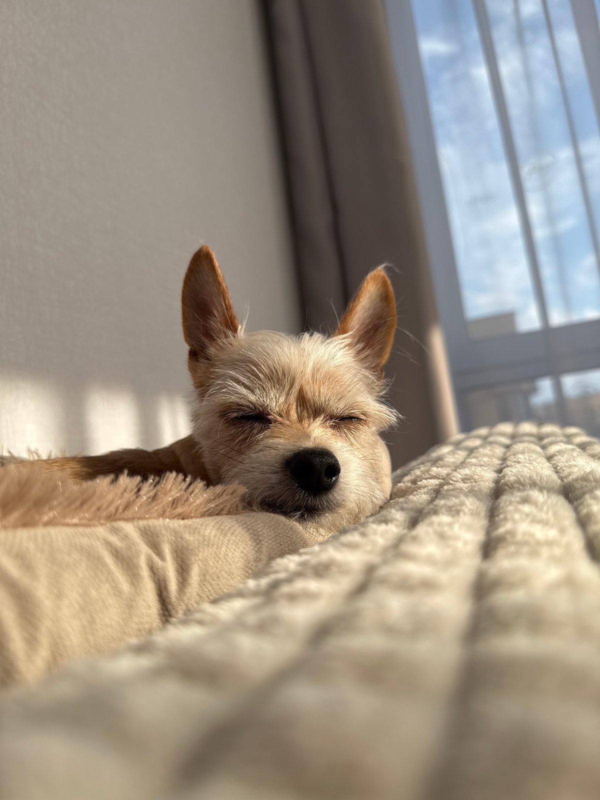 Small dog naps in sunny Laikovo apartment