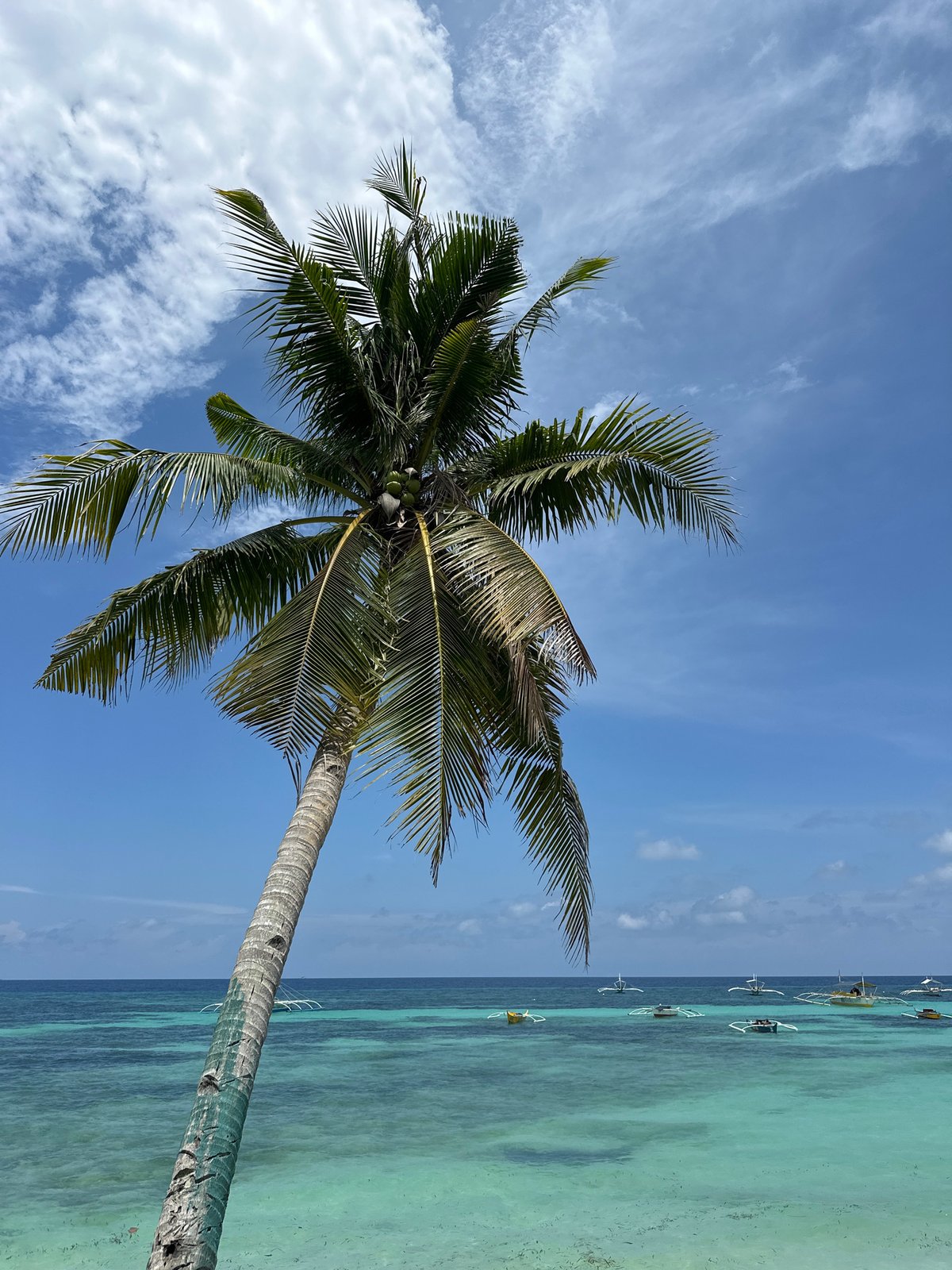 Panglao beach palms and turquoise coastline, Philippines
