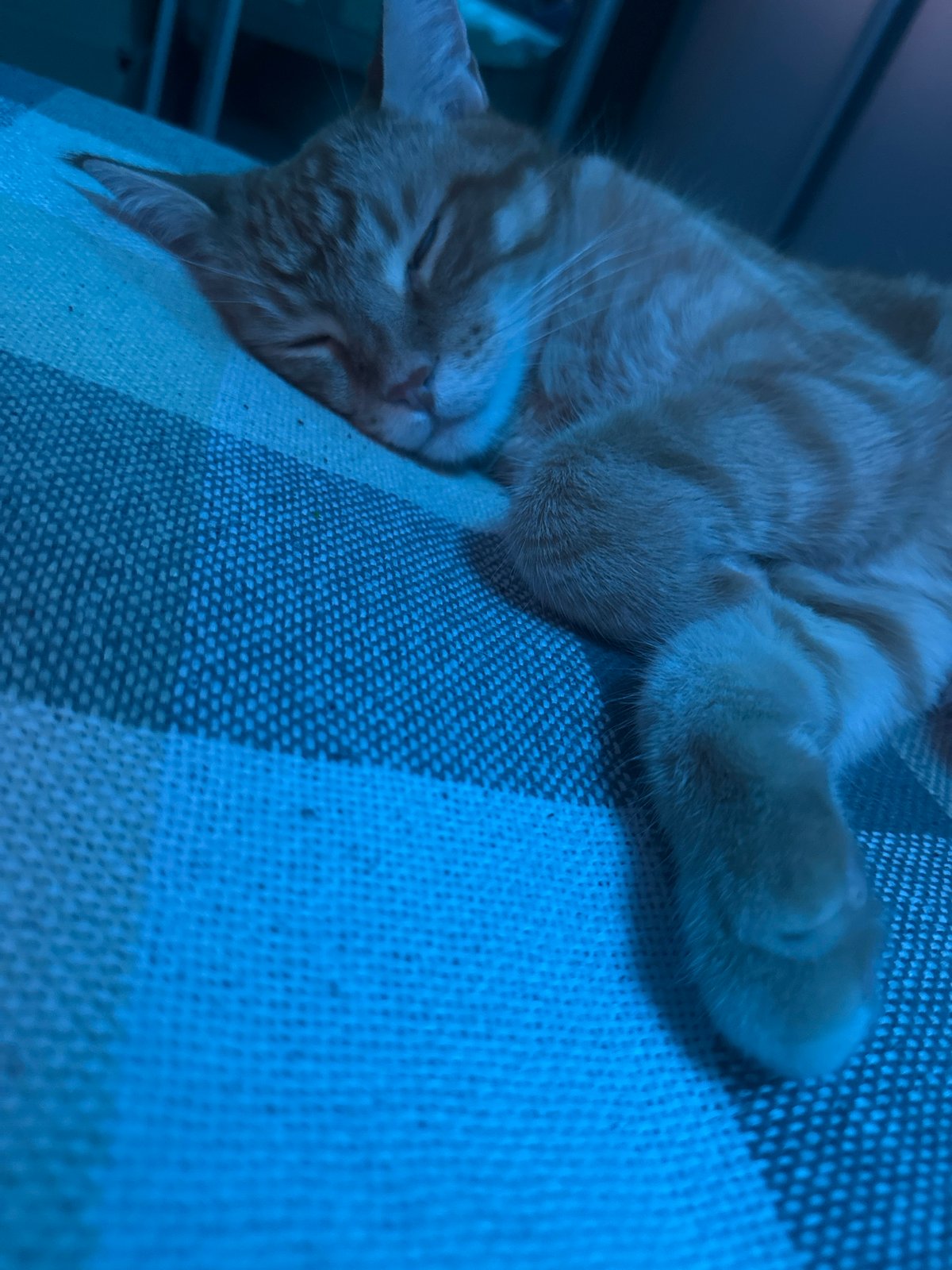 Orange tabby cat napping on checkered blanket in Omsk