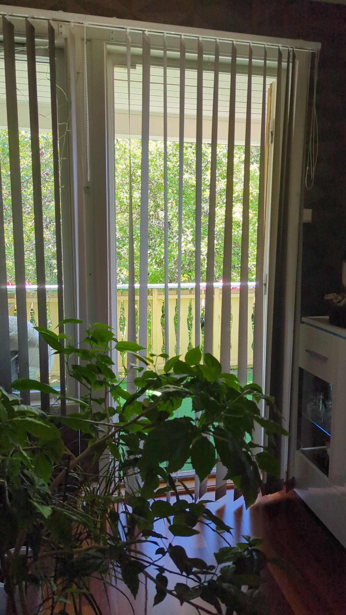 Ripe cherries and a shaded patio in a Kløfta backyard