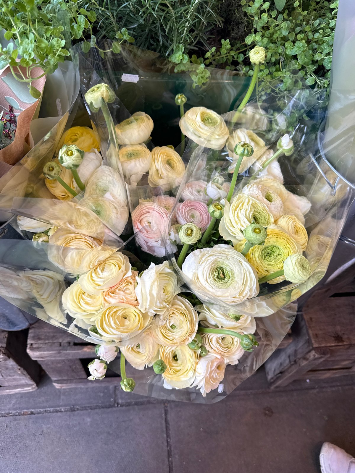 Shopper visits Panzer's Deli, documents flowers in St. John's Wood