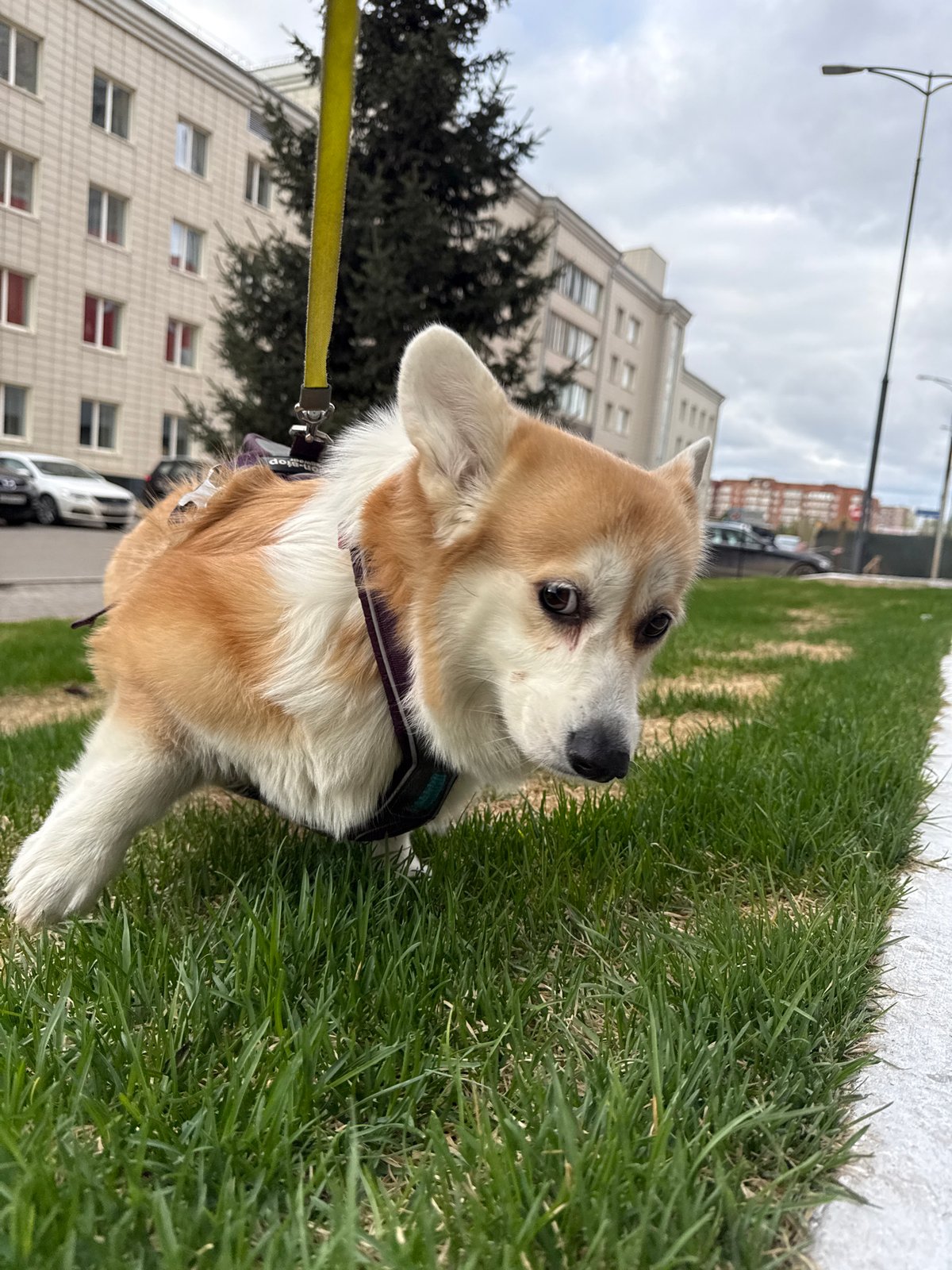 Corgi rests on grass in urban Krasnoyarsk evening