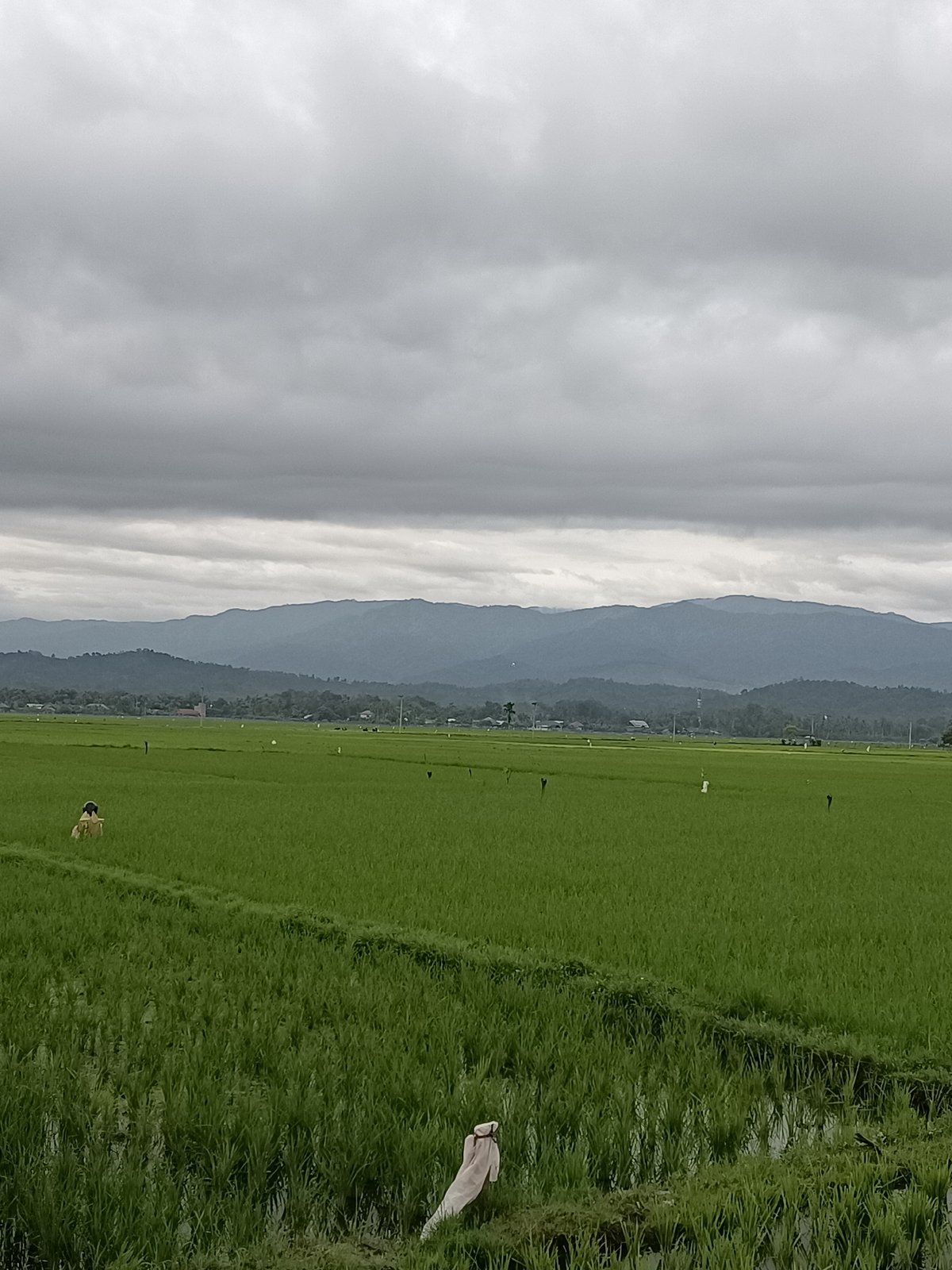 Overcast skies over green rice paddies in Kampung Jumpa