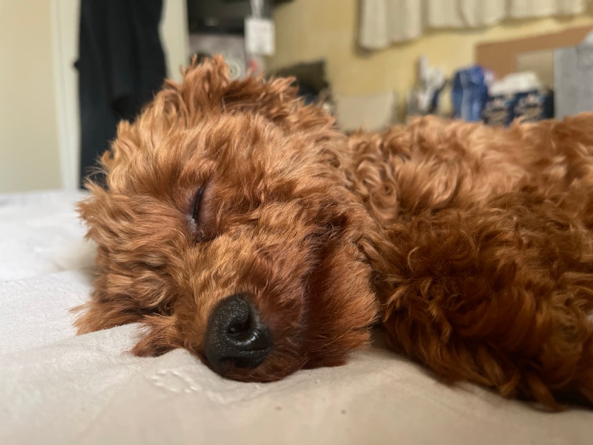Poodle naps on bed in Sofia apartment
