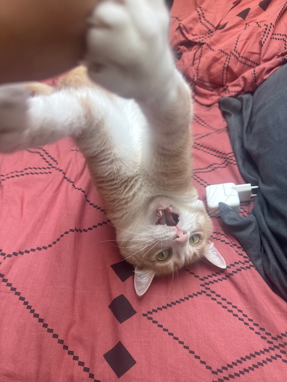 Morning skincare routine and cat play documented in Wattrelos