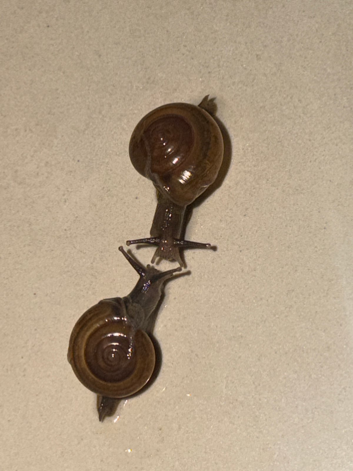 Two snails touch antennae in brief encounter in Ubud