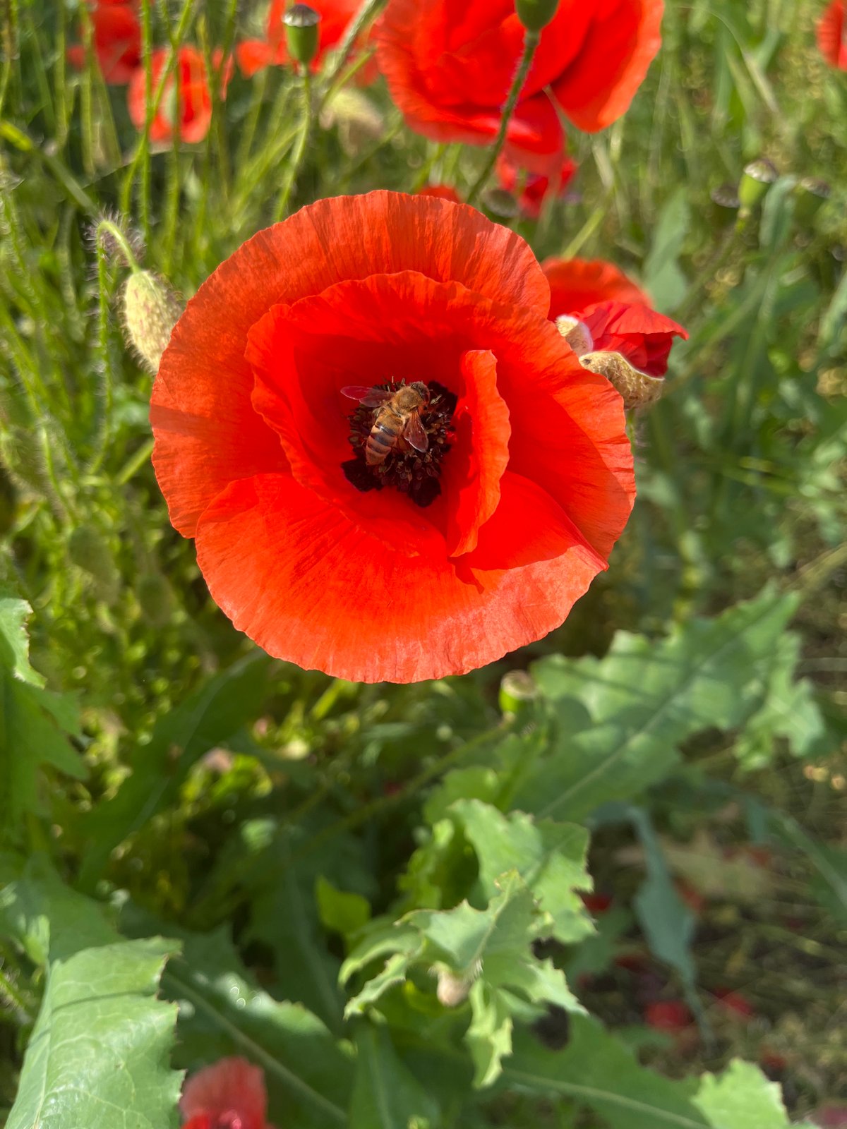 Red poppy field blooms captured across Russian countryside